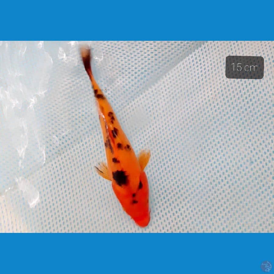 aka bekko 15 cm