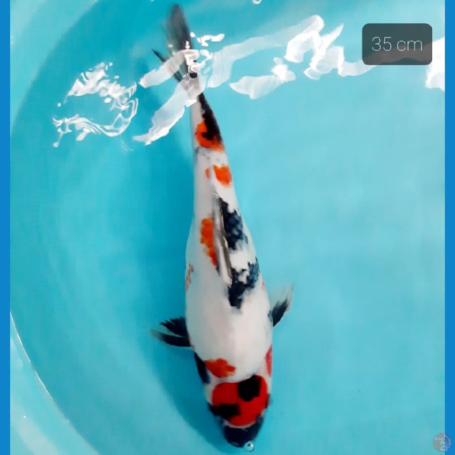 maruten punuk gajah 35 cm