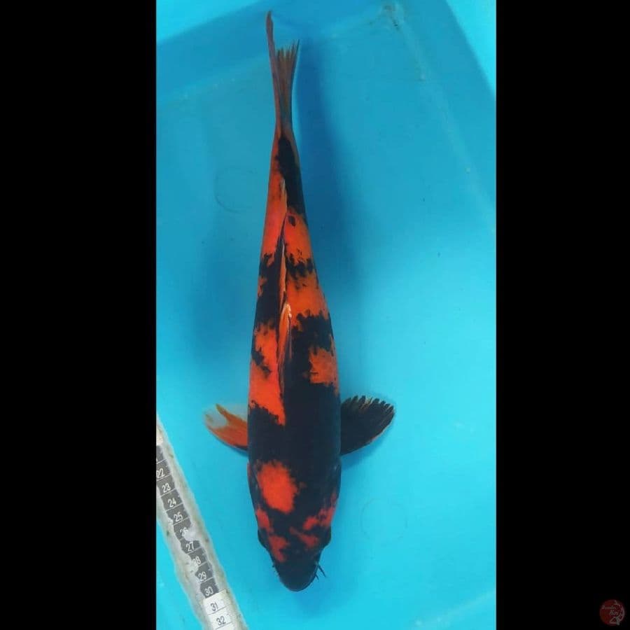 utsuri 35cm