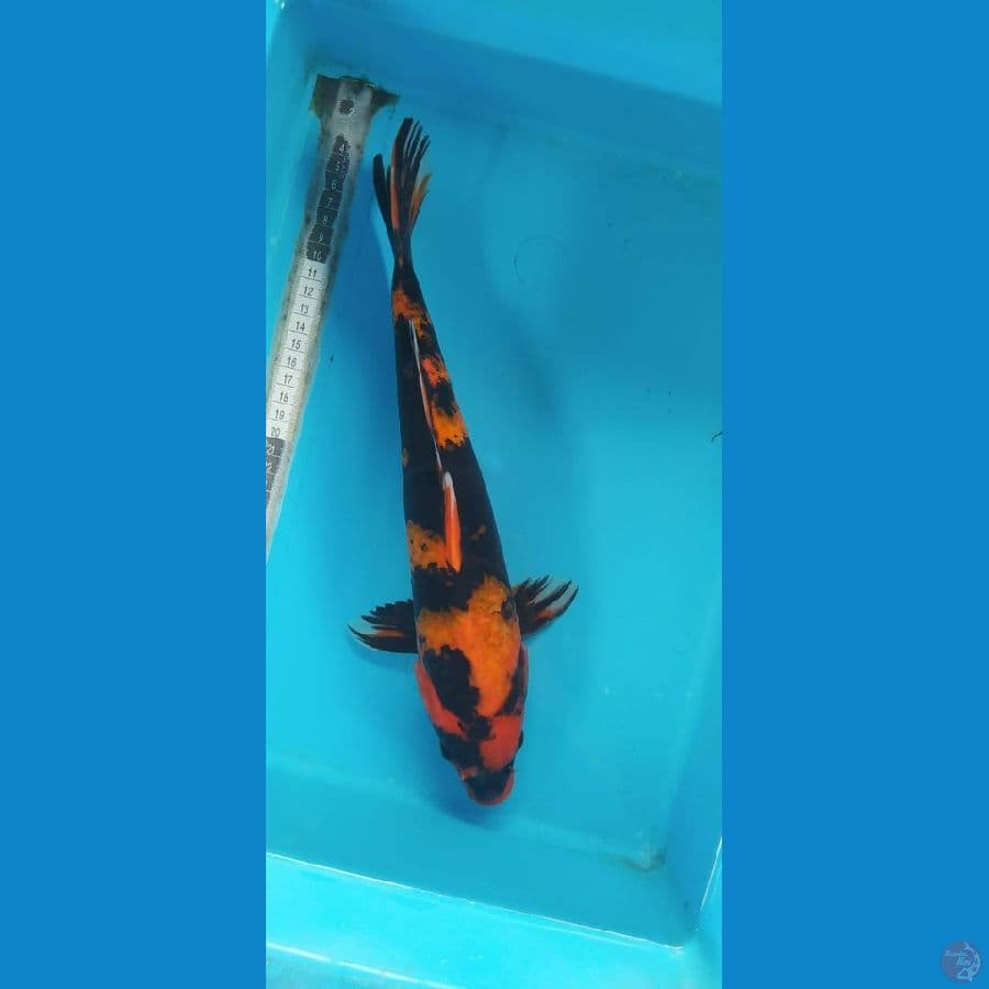 utsuri 36cm