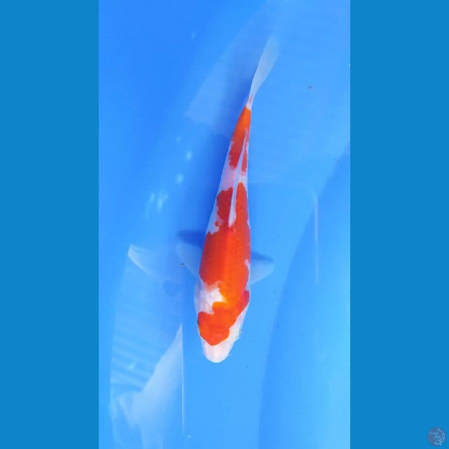 KOHAKU 16 CM