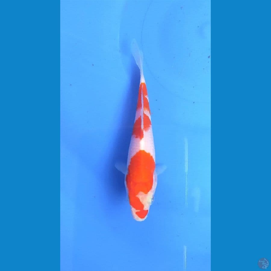 KOHAKU 12 cm