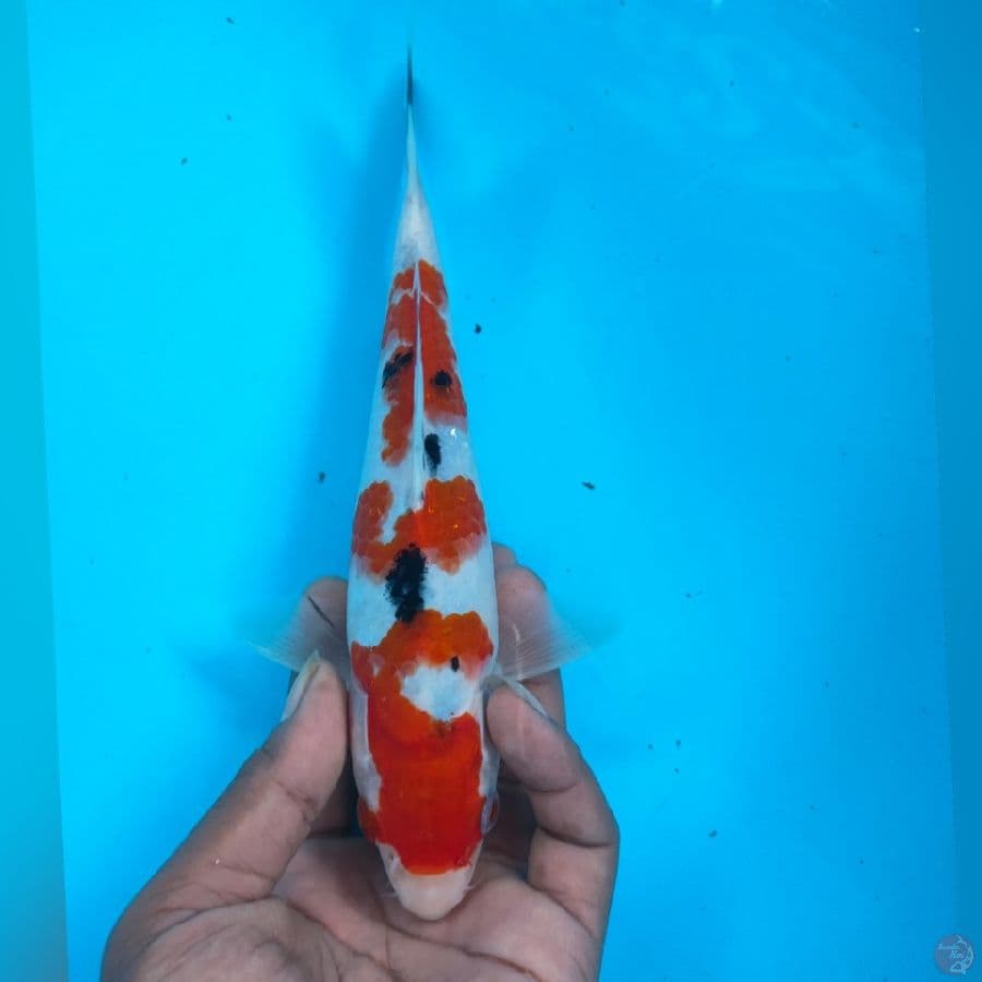 sanke 23cm