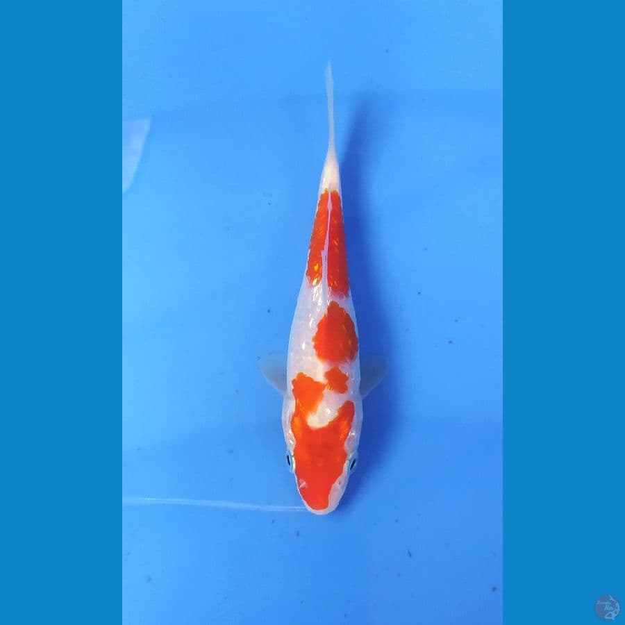 KOHAKU GINRIN 12 CM