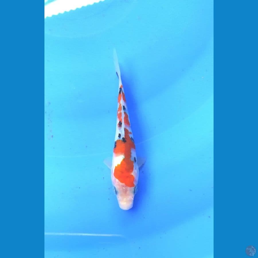 SANKE 11 CM