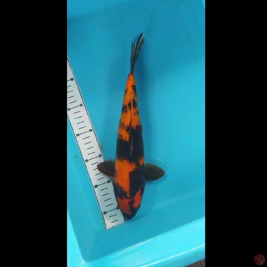 utsuri 32cm