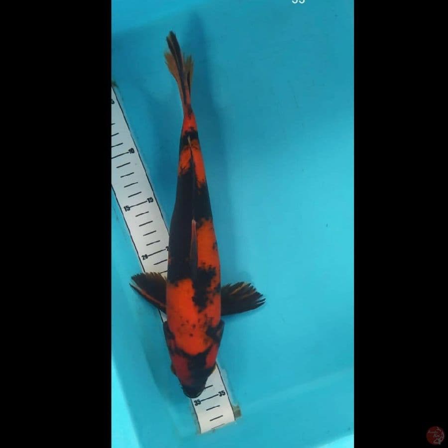 utsuri 33cm