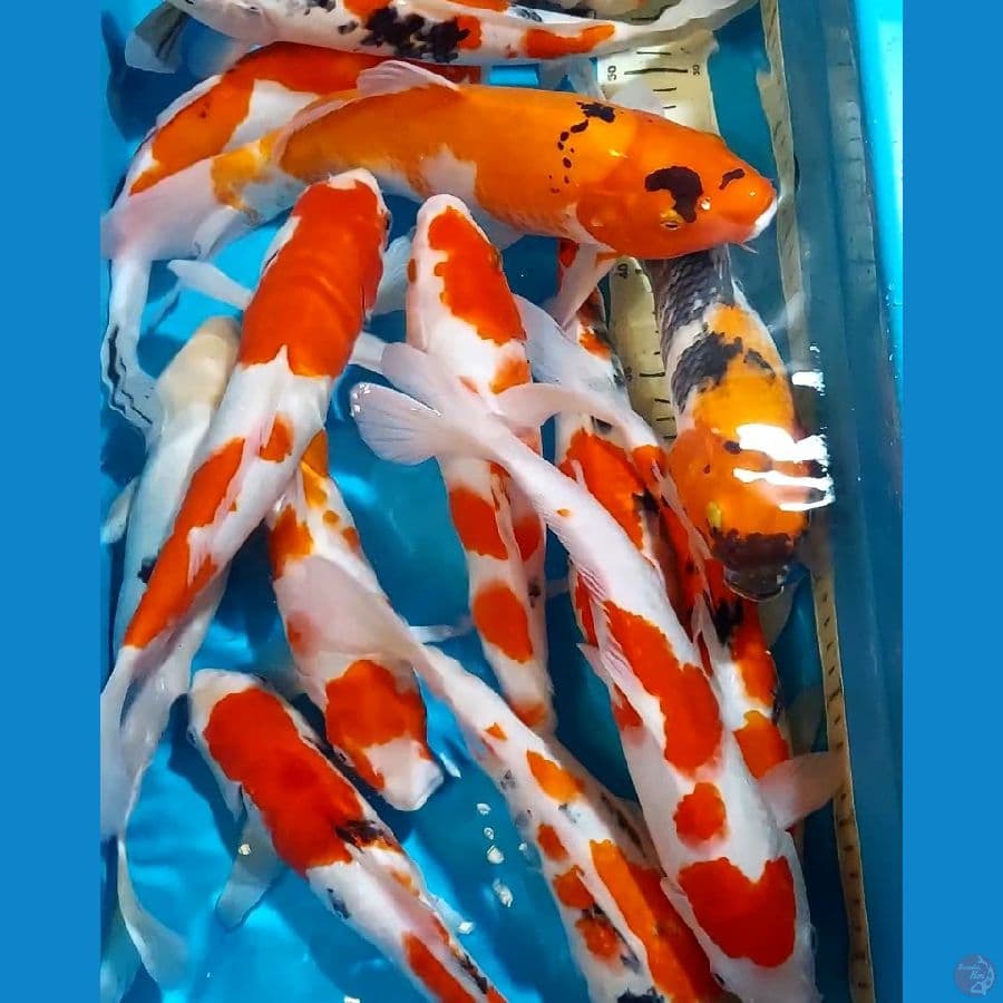 KOHAKU SHOWA SANKE 26-32 CM 16 EKOR