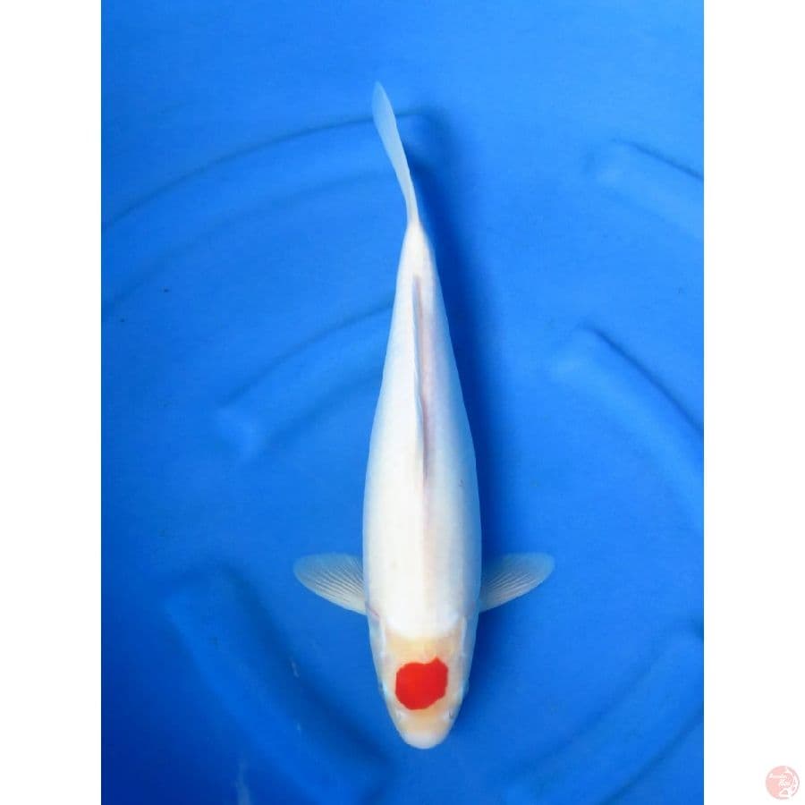 39cm - Tancho F1 Original