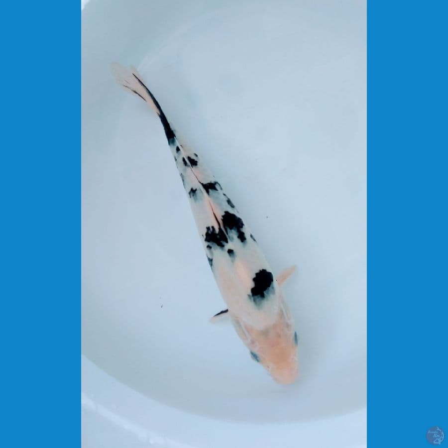 Beko 23cm Bahan