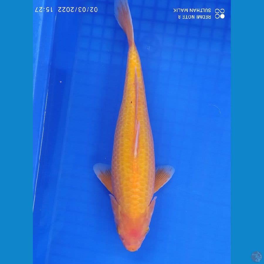 jagung bakar 34 cm