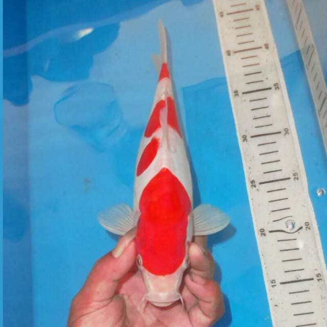 KOHAKU SIP