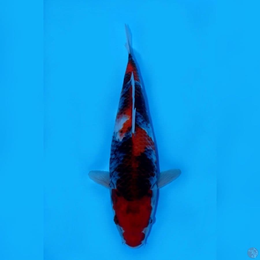 RYUKI 1 ~ SHOWA SANSHOKU 31CM