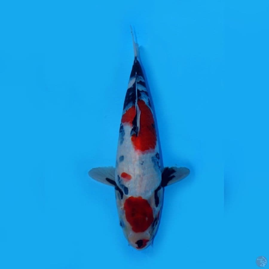 RYUKI 3 ~ MARUTEN KINDAI SHOWA 30CM