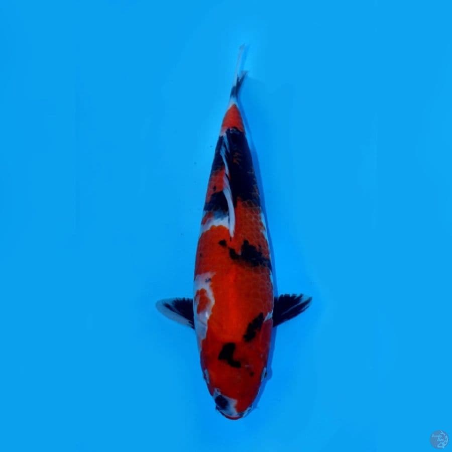 RYUKI 6 ~ SHOWA SANSHOKU 36CM