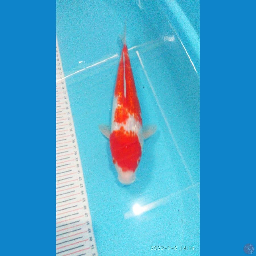 Kohaku Ginrin