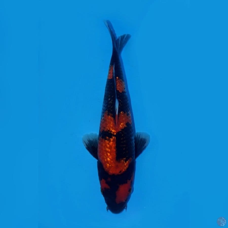 RYUKI 9 ~ HI SHOWA GINRIN 27CM
