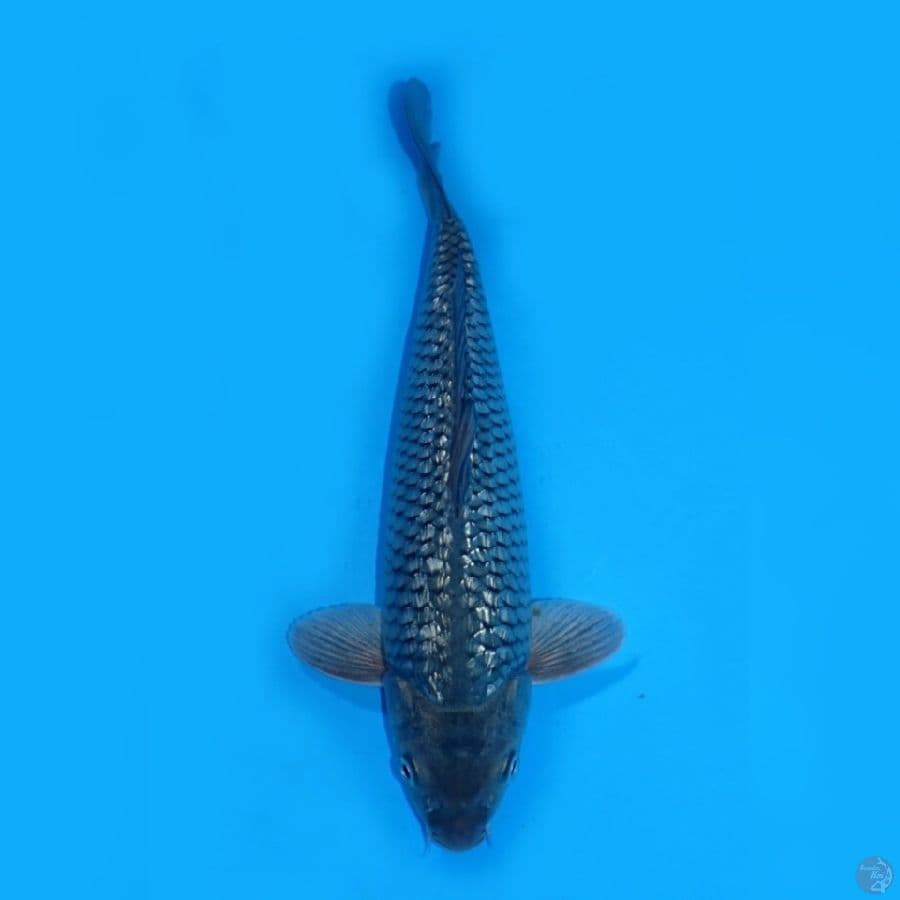 RYUKI 10 ~ SORAGOI GINRIN 30CM