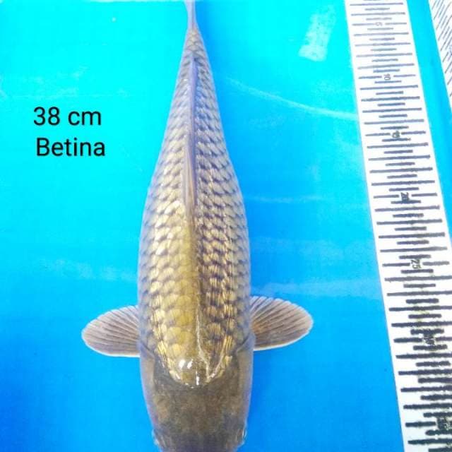 Cagoi ginrin betina 38 cm