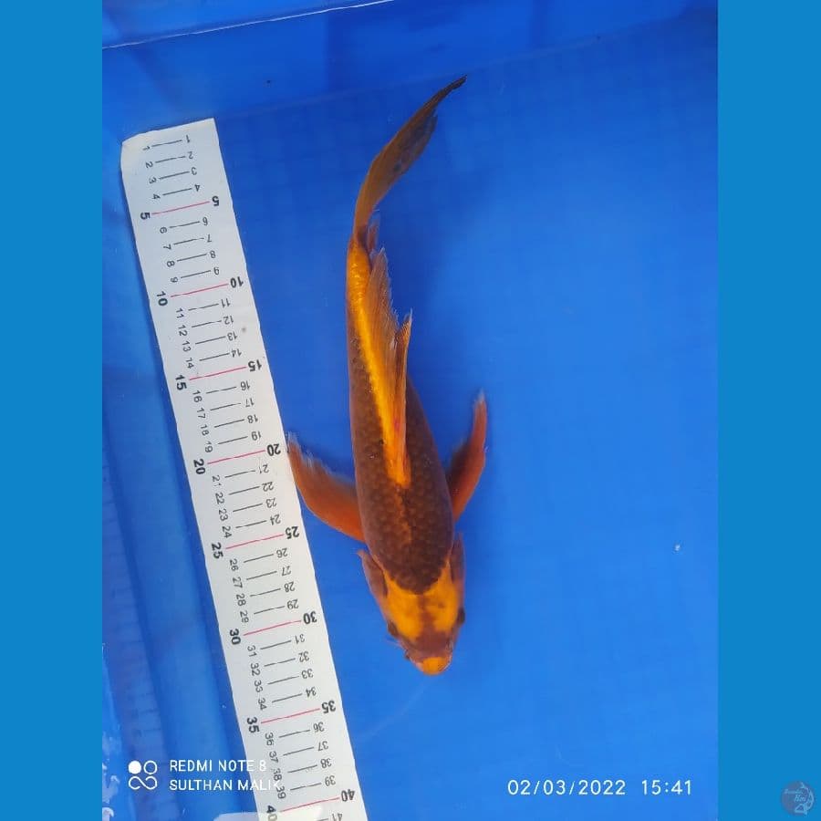 akamatsuba 35 cm kumpai