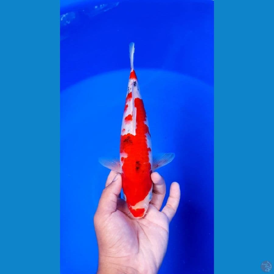 Sanke Tategoi 29cm