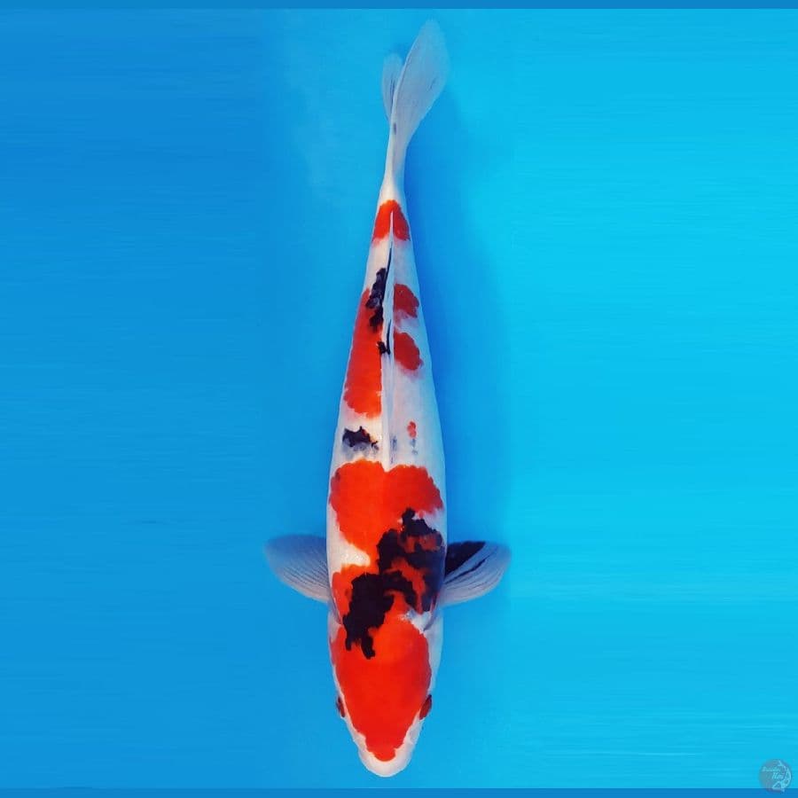 HANA 2 - SANKE 32 cm/male ®