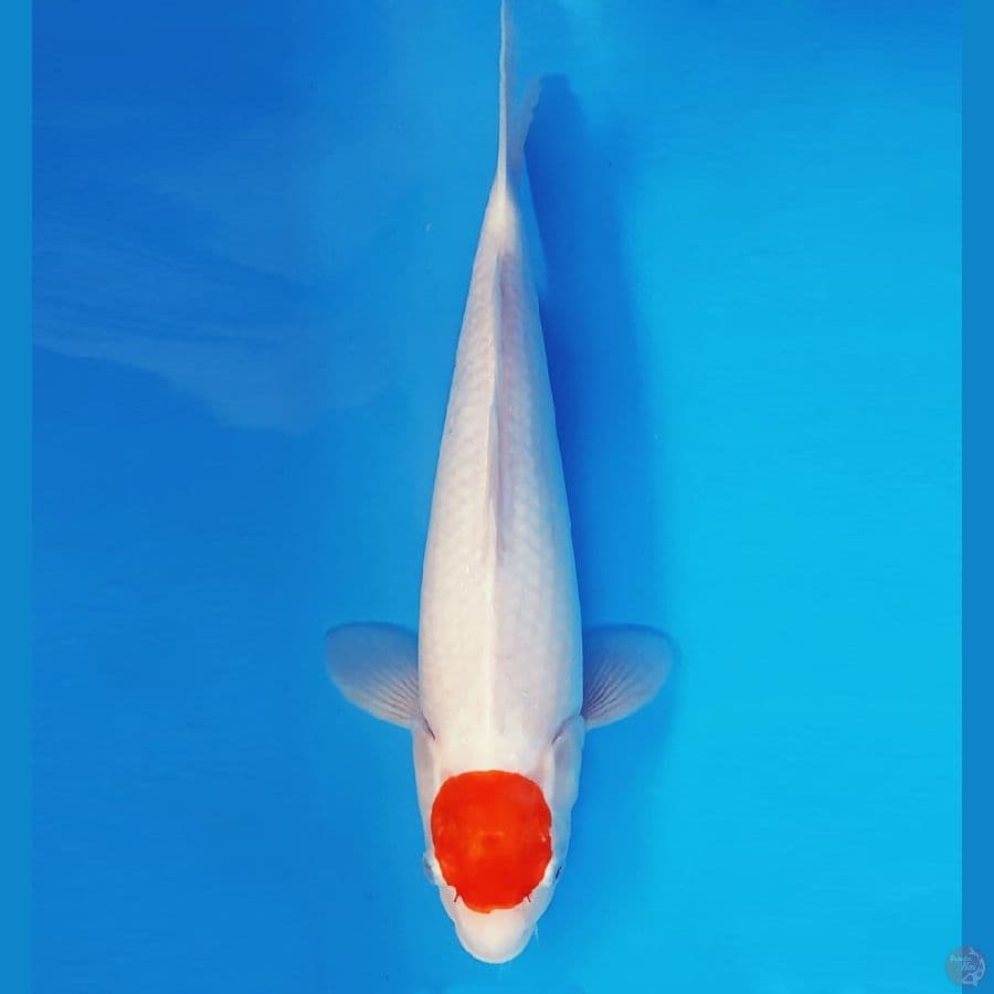 HANA 3 - TANCHO ORIGINAL 31 cm/fm ®