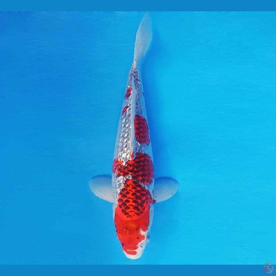 HANA 4 - GOSHIKI 36 cm/fm ®