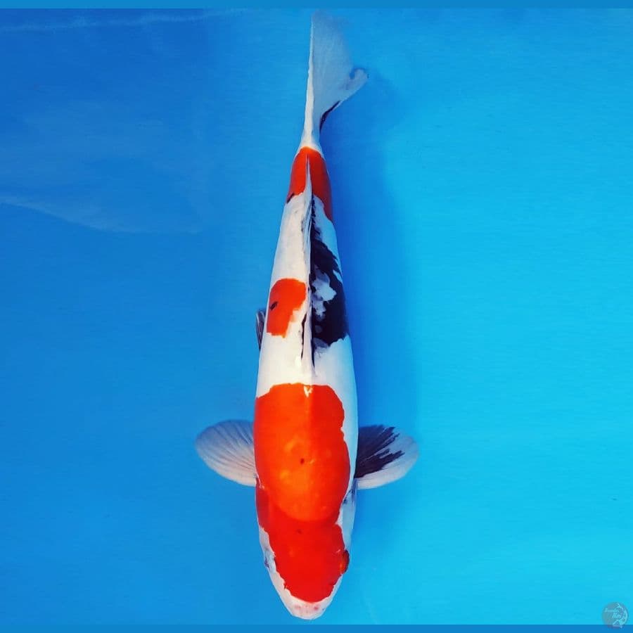 HANA 5 - SHOWA EVO DOITSU 40 cm/fm ®