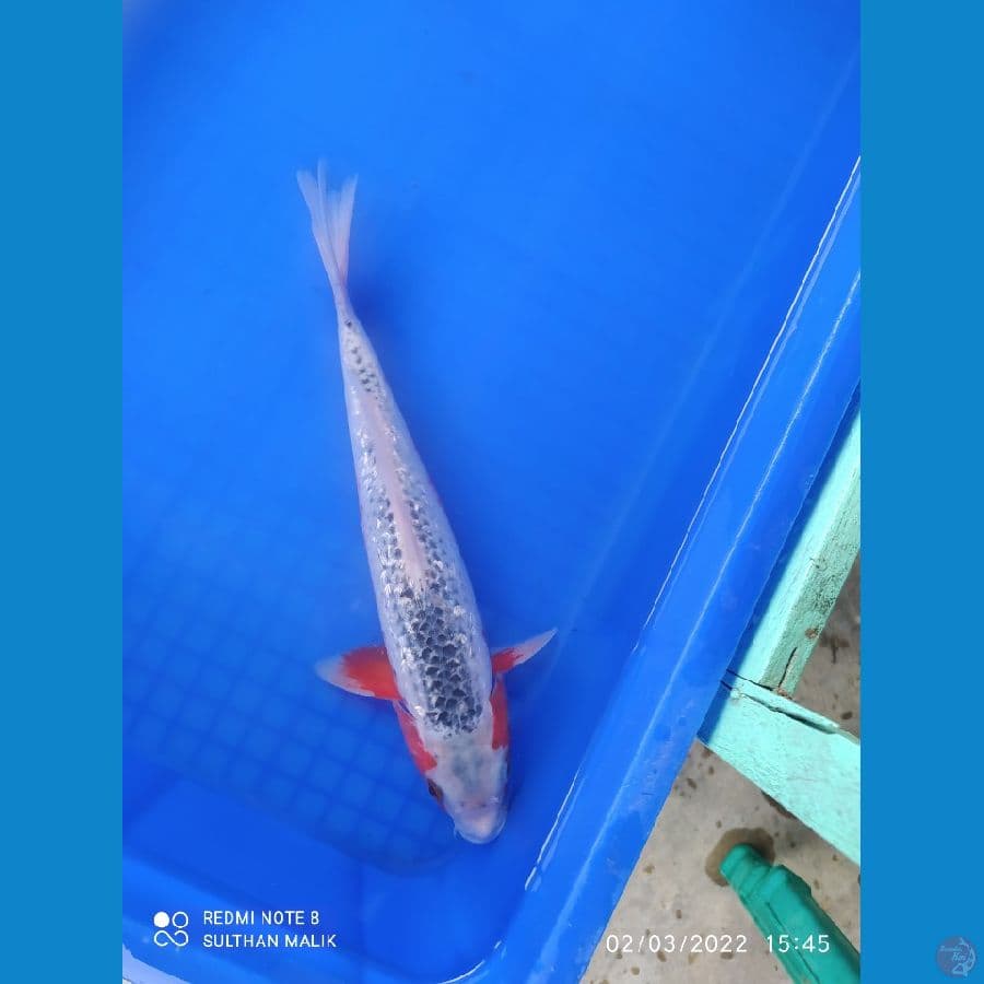 asagi ginrin 30 cm
