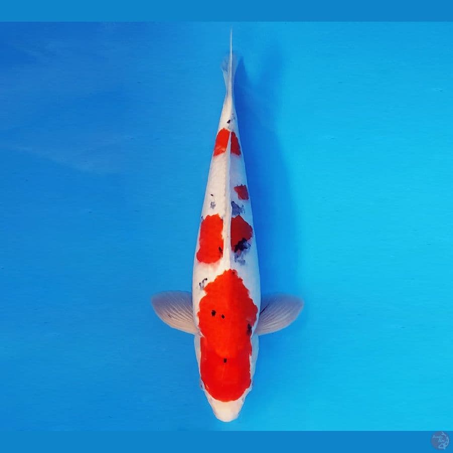 HANA 7 - SANKE 31 cm/fm ®