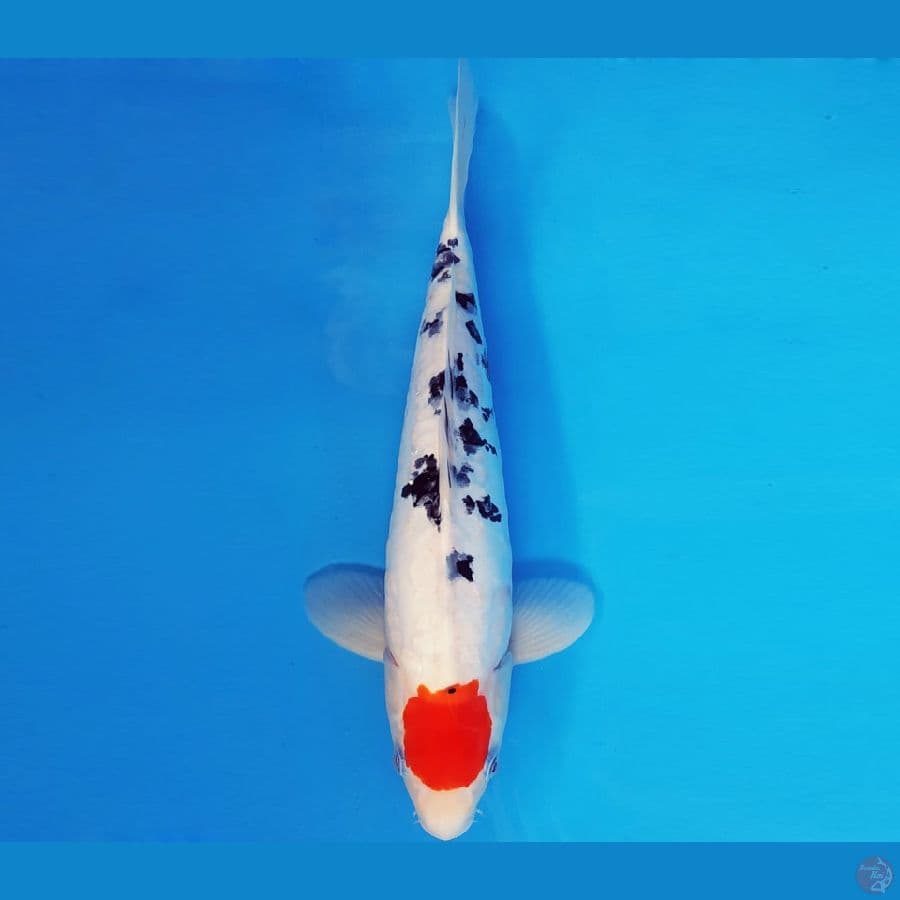HANA 9 - TANCHO SANKE DOITSU 35 cm/male ®