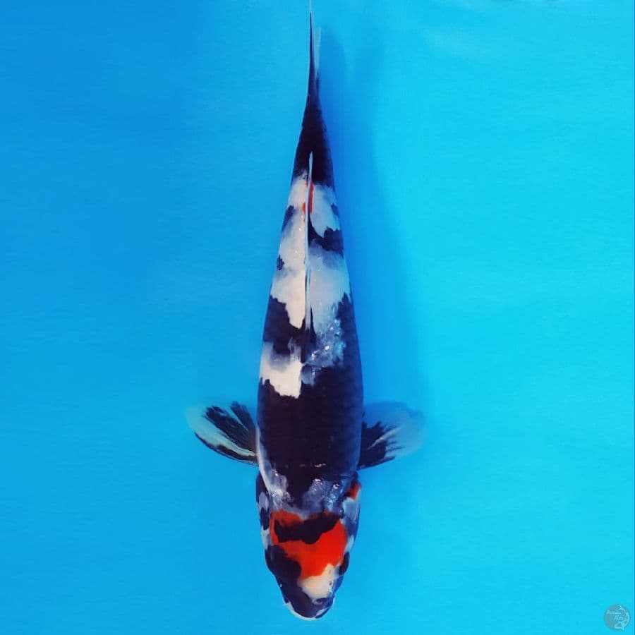 HANA 10 - TANCHO SHOWA 27 cm/male ®