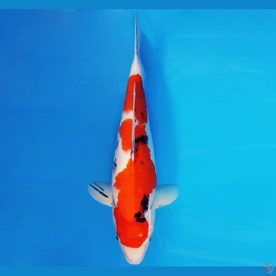 HANA 11 - SANKE 37 cm/fm ®