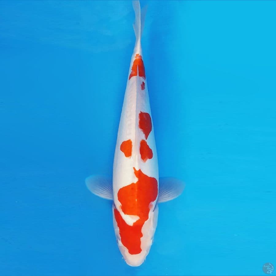 HANA 12 - KOHAKU DOITSU 40 cm/fm ®