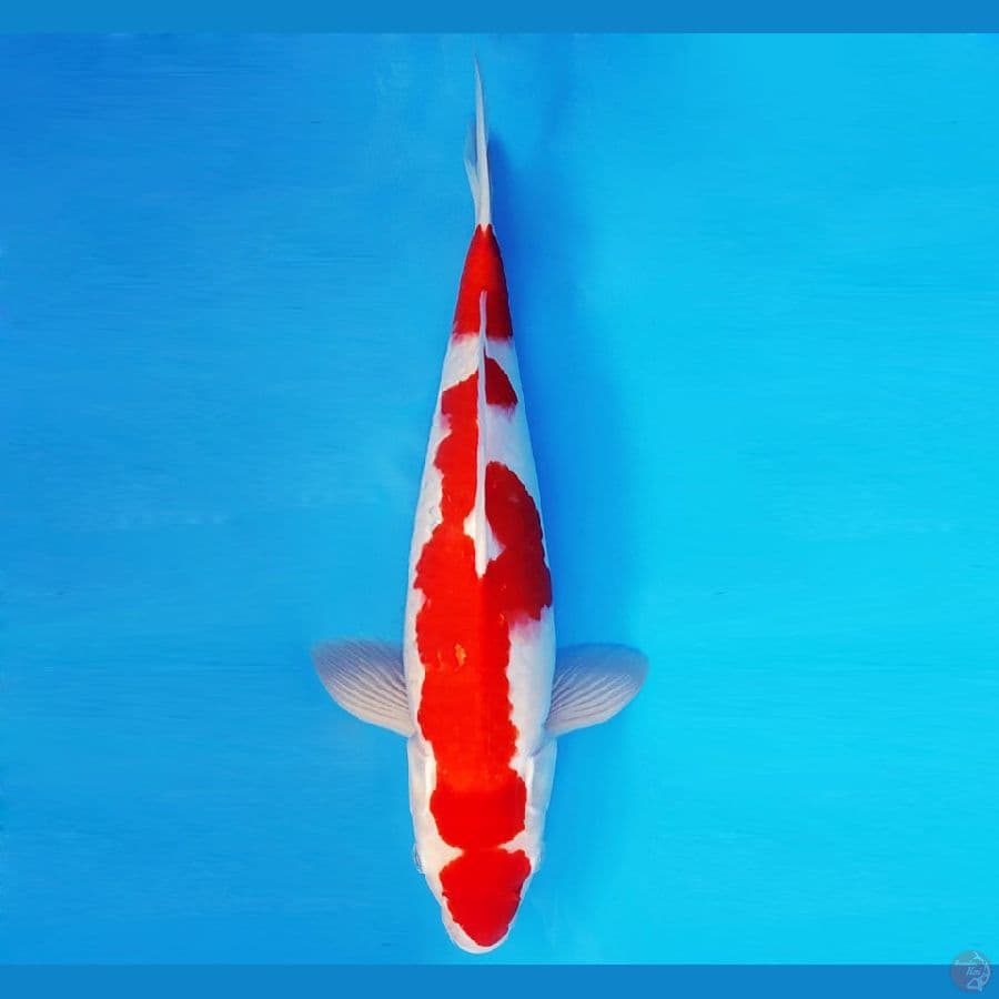 HANA 13 - KOHAKU 35 cm/male ®