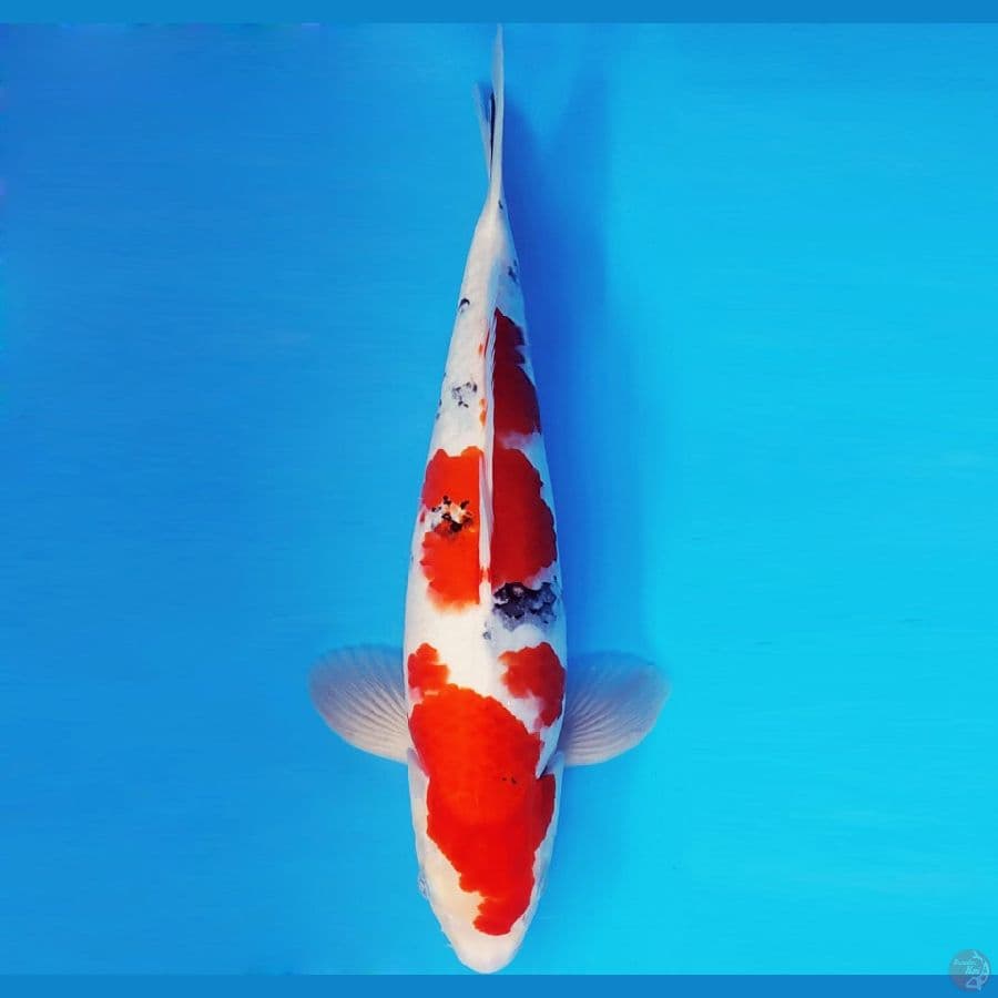 HANA 14 - SANKE 35 cm/male ®