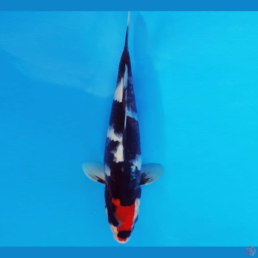HANA 15 - SHOWA BLACK JET 23 cm/male ®