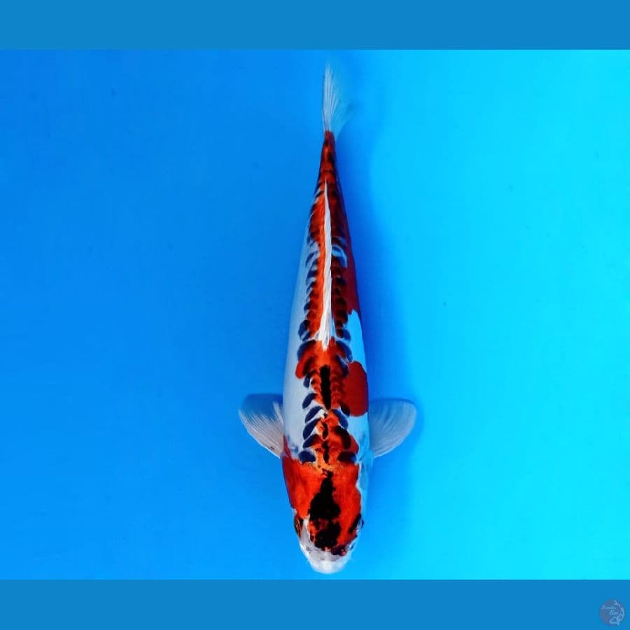 KIKOKURYU 31 CM ML