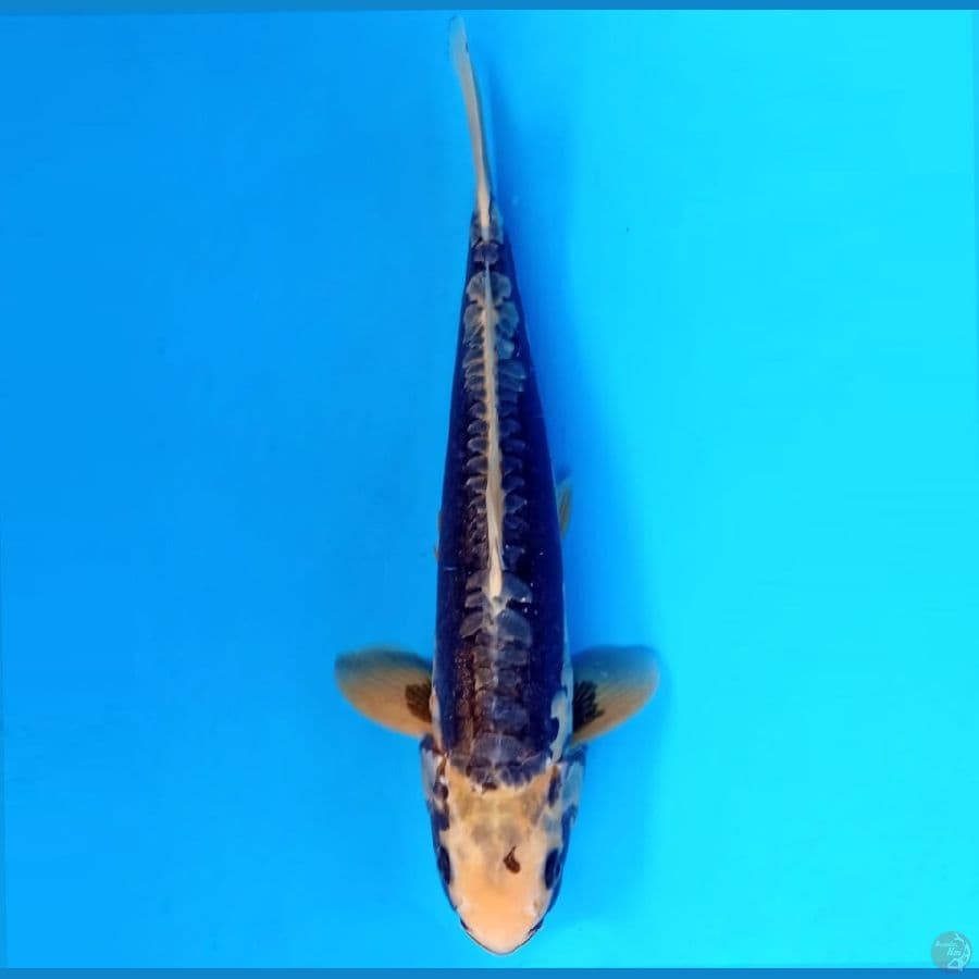 KUMORYU 35 CM ML