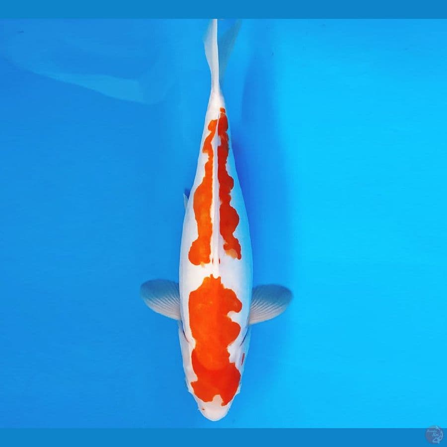HANA 19 - KOHAKU DOITSU 37 cm/fm ®