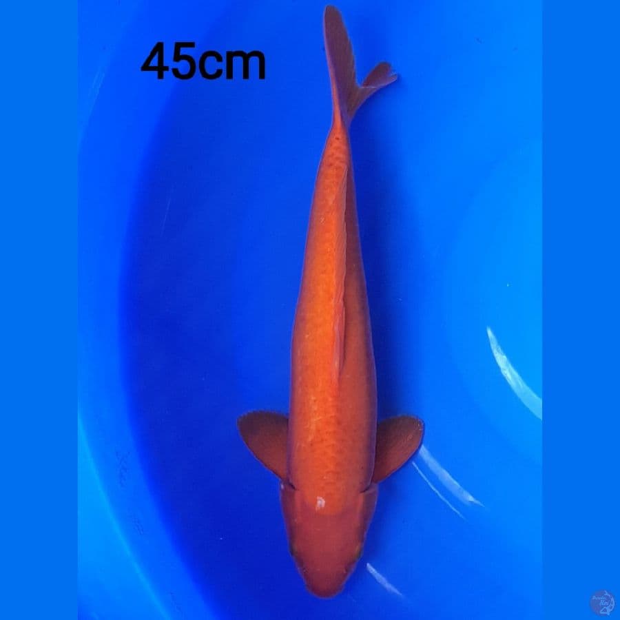 Red Karashi Male 45cm