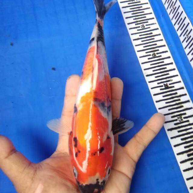 Sanshoku 26 cm