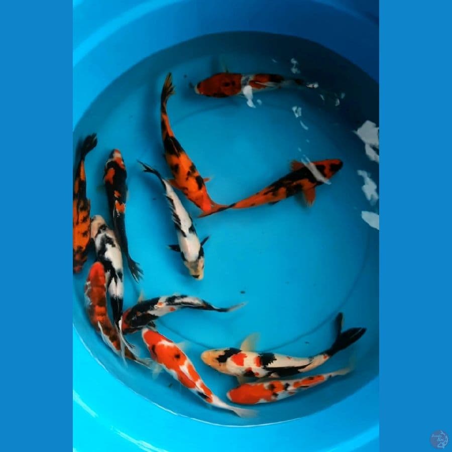 Mix 22-27cm