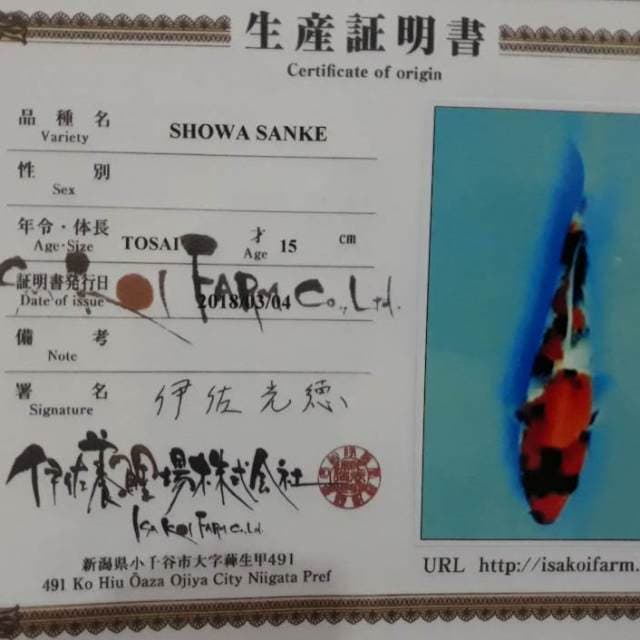Showa tsubo kecil bodi kekar
