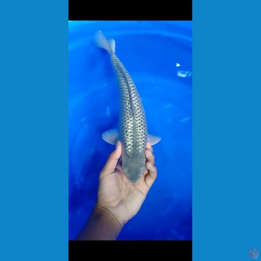soragoi gindrin 34cm MALE