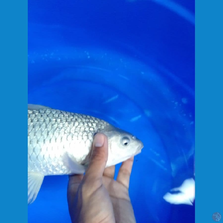 soragoi gindrin 34cm MALE