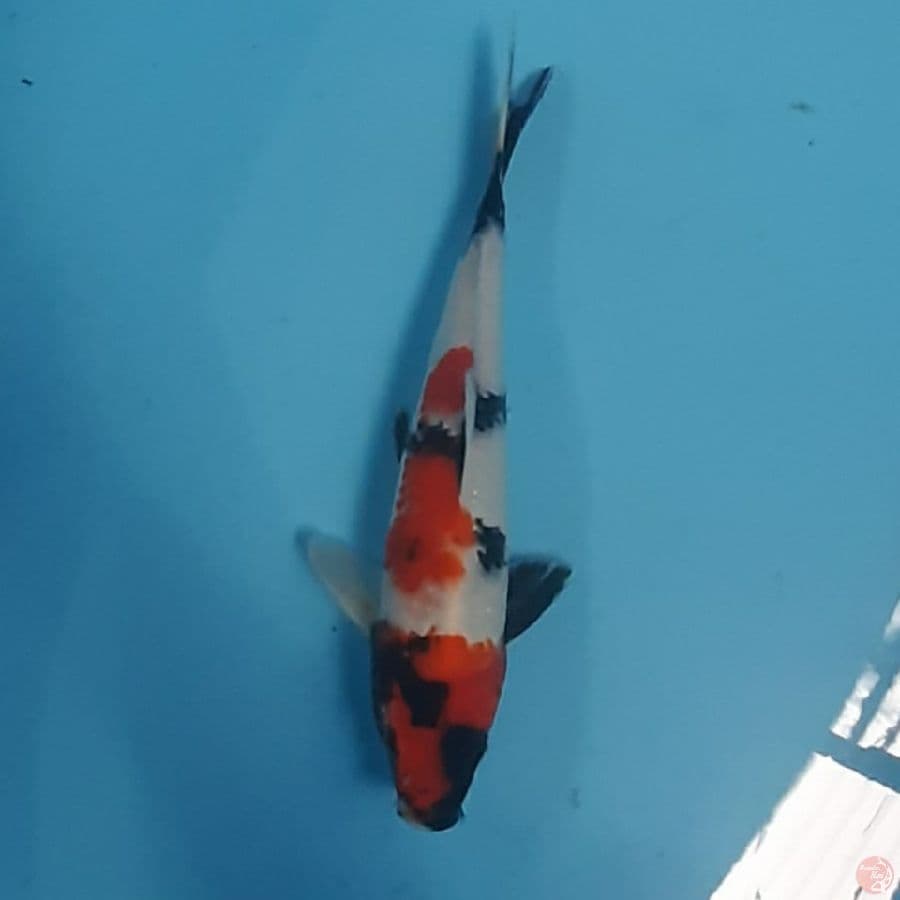 showa 30cm