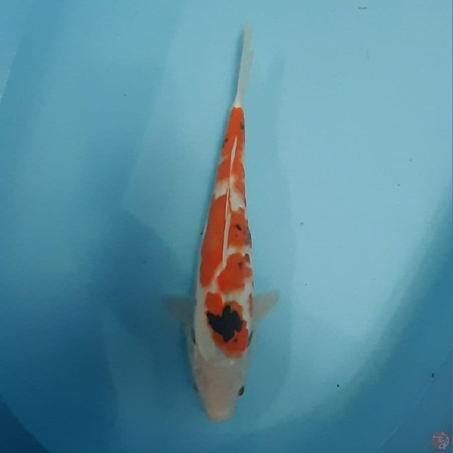 showa 33cm