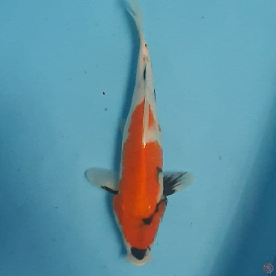showa 28cm